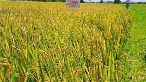 LÂN PHONG: HỘI THẢO THAM QUAN MÔ HÌNH GIỐNG LÚA BĐR57 VÀ BĐR999